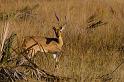 102 Okavango Delta, rietbok